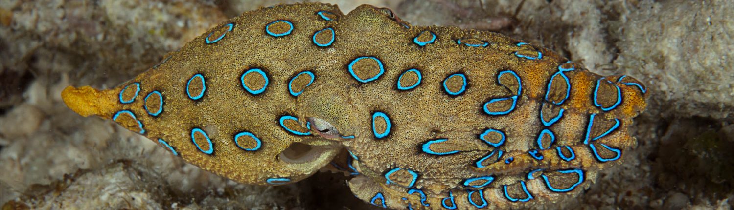 12 feiten over de blauwgeringde octopus - MAGIC OCEANS