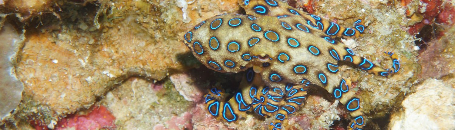 Blue-Ringed Octopus by John Lesley - Redback Publishing Australia