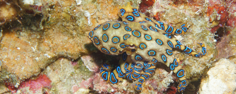 12 feiten over de blauwgeringde octopus - MAGIC OCEANS