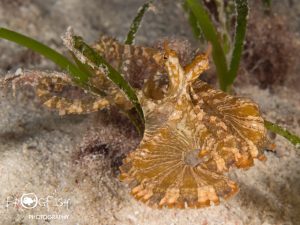 Night dive Magic Oceans by Frogfish Photography