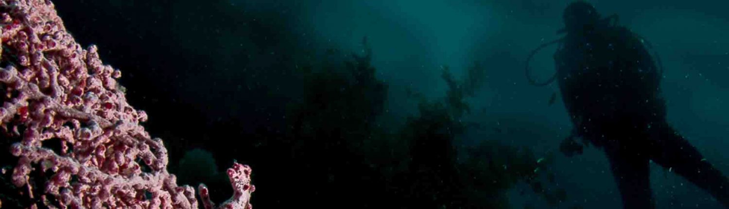 Night dive Magic Oceans
