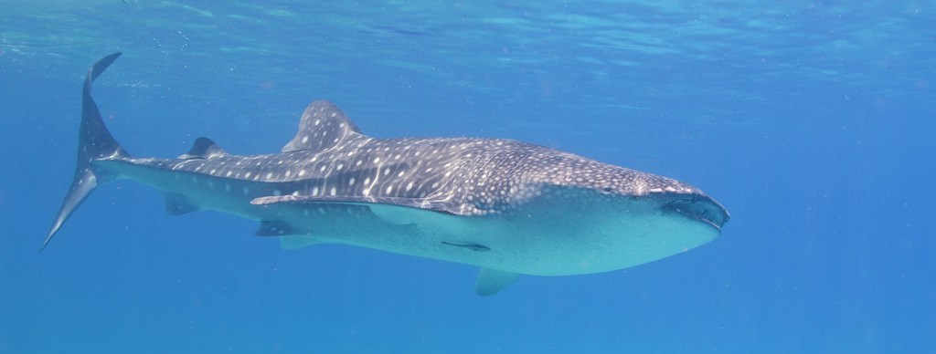 Whale Sharks at Magic Oceans Dive Resort, Anda, Bohol